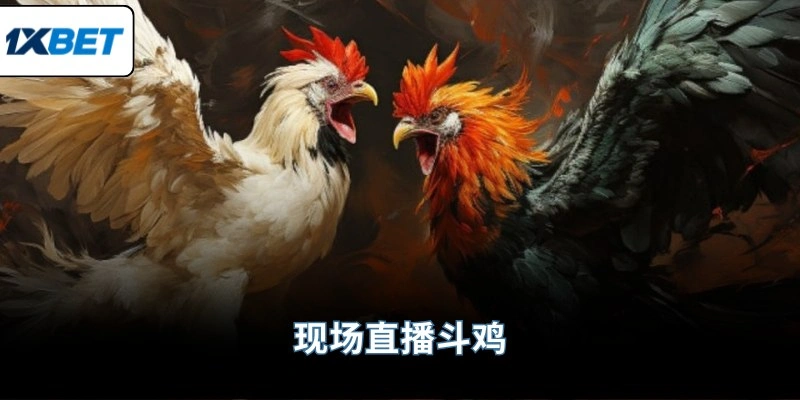 现场直播斗鸡